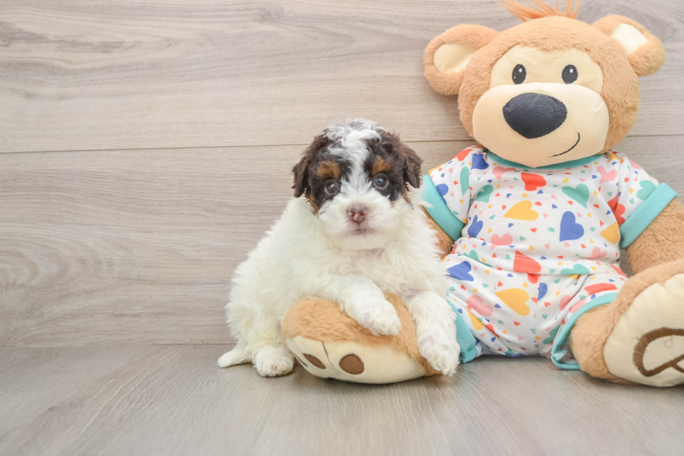 Energetic Havadoodle Poodle Mix Puppy