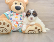6 week old Havapoo Puppy For Sale - Florida Fur Babies