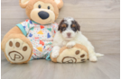 Best Havapoo Baby
