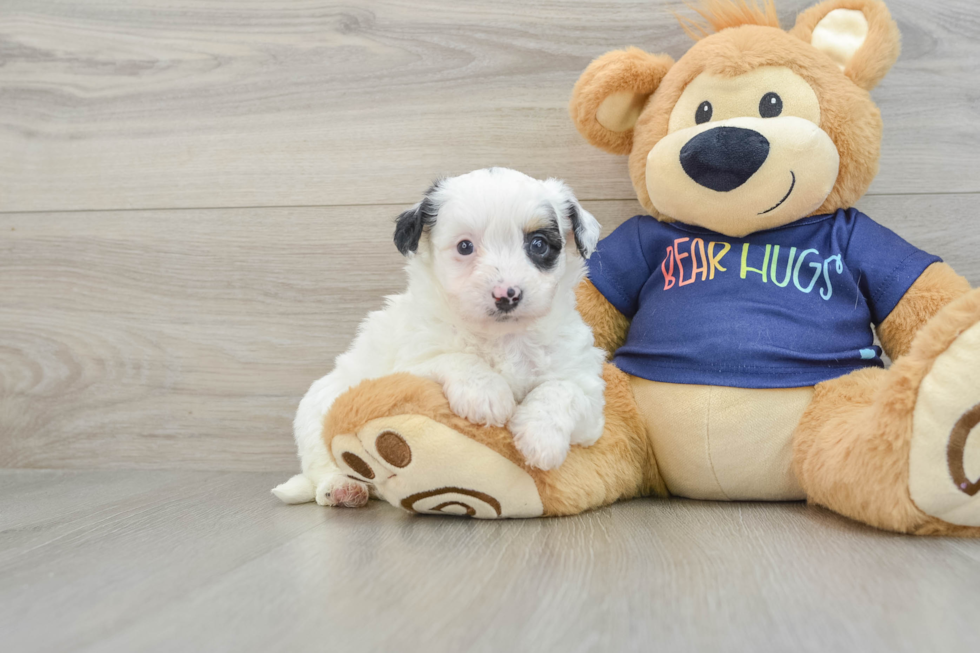 Little Havadoodle Poodle Mix Puppy