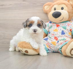 7 week old Havapoo Puppy For Sale - Florida Fur Babies
