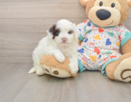 7 week old Havapoo Puppy For Sale - Florida Fur Babies