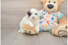 Best Havapoo Baby