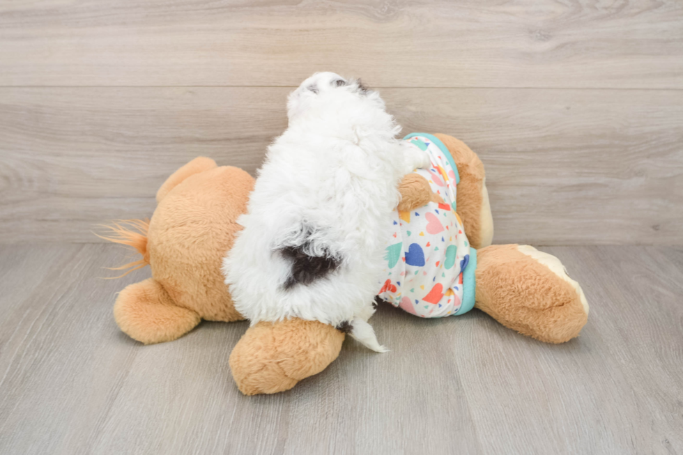 Havapoo Pup Being Cute