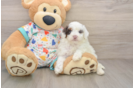 Best Havapoo Baby