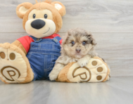8 week old Havapoo Puppy For Sale - Florida Fur Babies