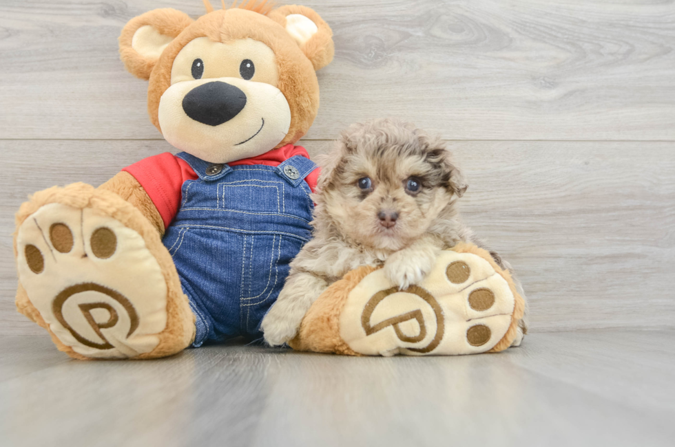 5 week old Havapoo Puppy For Sale - Florida Fur Babies