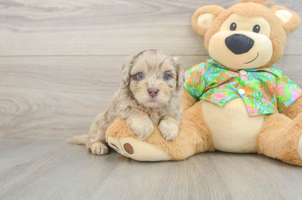 5 week old Havapoo Puppy For Sale - Florida Fur Babies