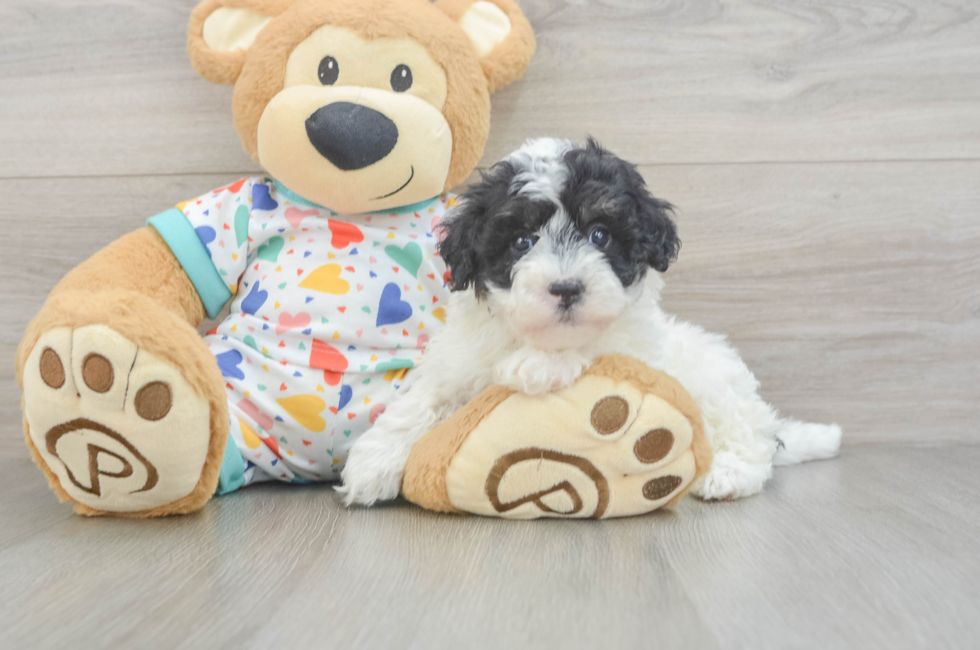 5 week old Havapoo Puppy For Sale - Florida Fur Babies