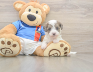 6 week old Havapoo Puppy For Sale - Florida Fur Babies