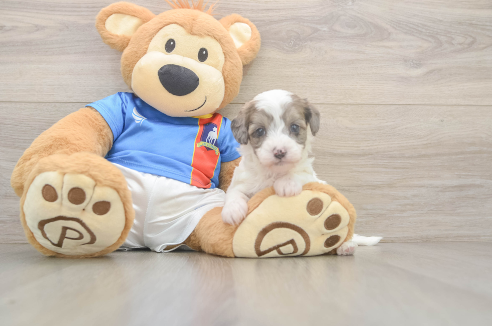 5 week old Havapoo Puppy For Sale - Florida Fur Babies