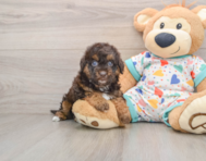 6 week old Havapoo Puppy For Sale - Florida Fur Babies