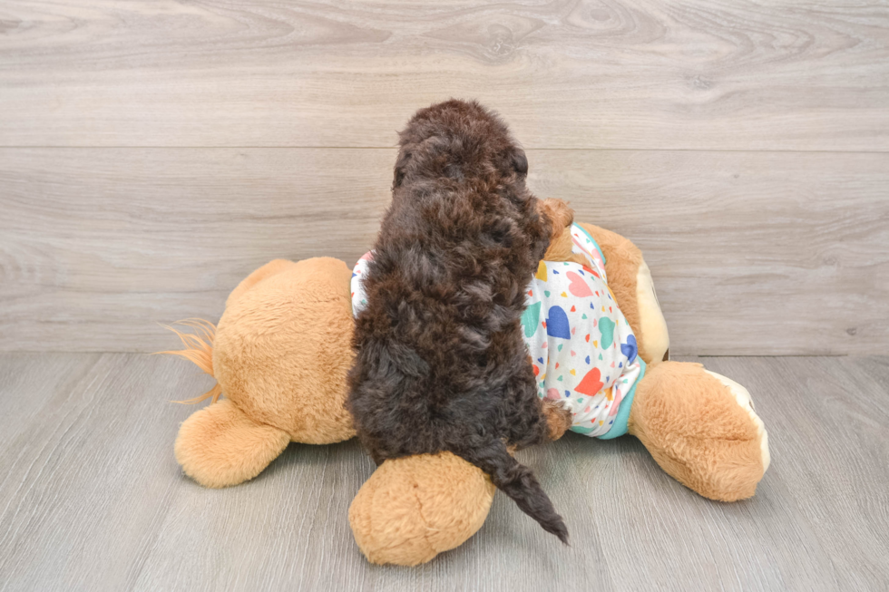 Energetic Havadoodle Poodle Mix Puppy