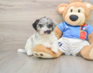 9 week old Havapoo Puppy For Sale - Florida Fur Babies