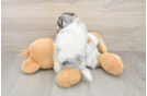 Havapoo Puppy for Adoption