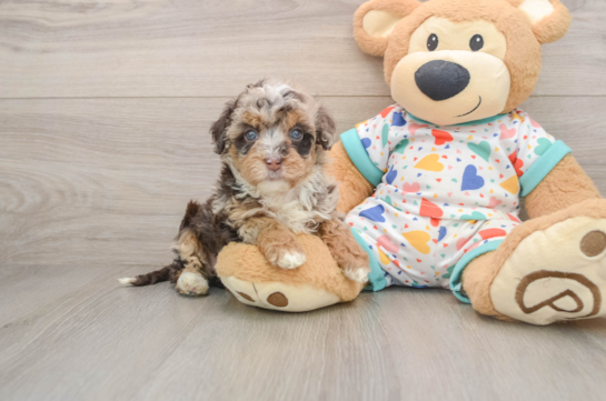 Havapoo Pup Being Cute