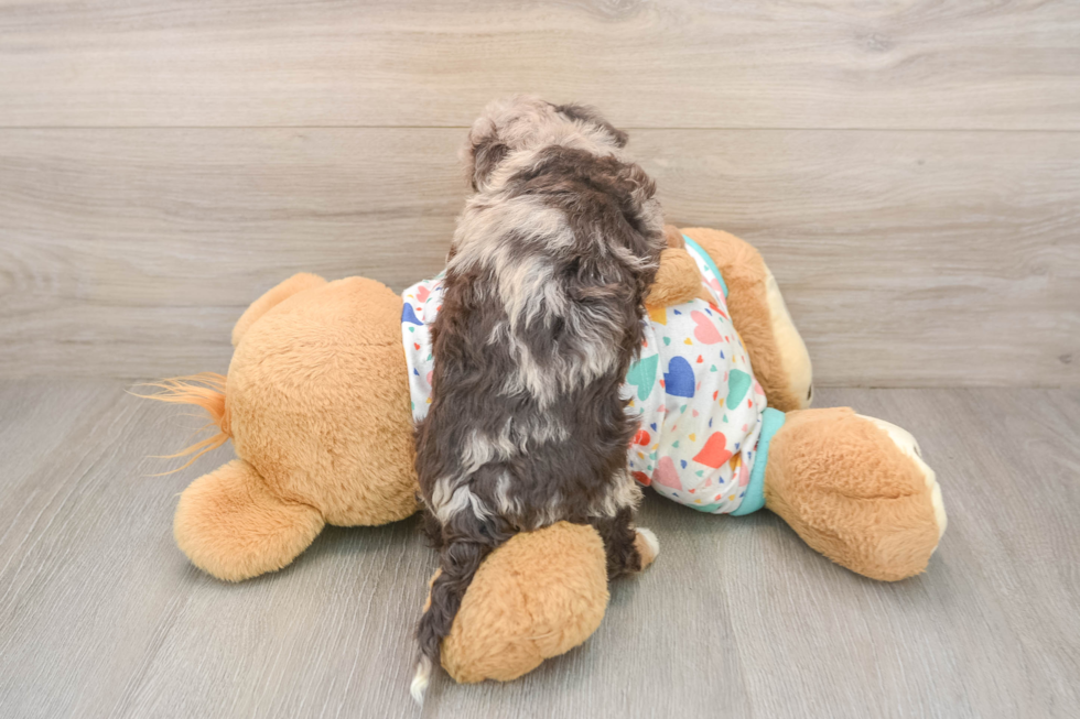 Funny Havapoo Poodle Mix Pup