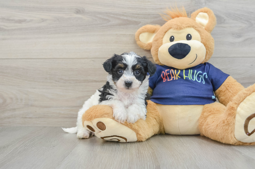 Little Havadoodle Poodle Mix Puppy