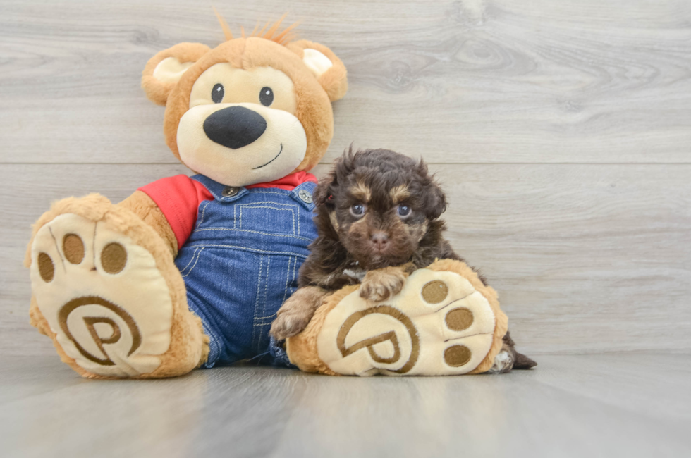 5 week old Havapoo Puppy For Sale - Florida Fur Babies