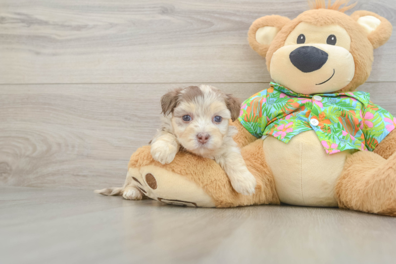 Meet Cassie - our Havapoo Puppy Photo 1/3 - Florida Fur Babies