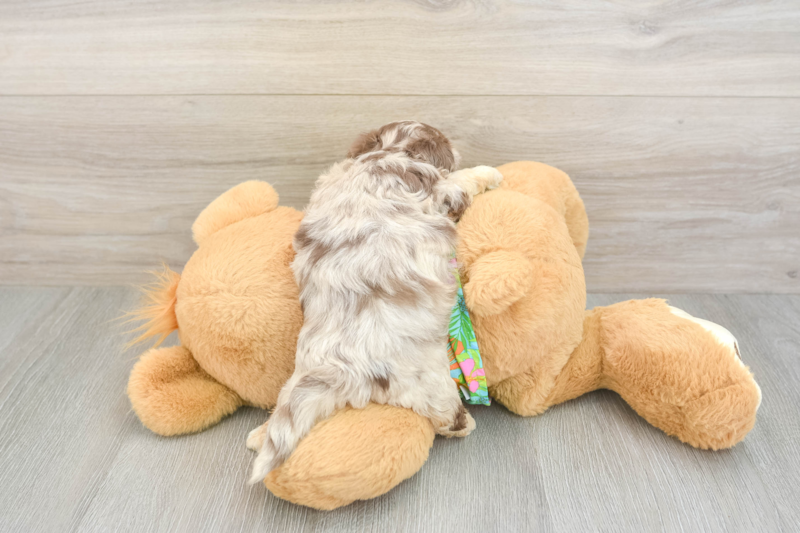 Meet Cassie - our Havapoo Puppy Photo 2/3 - Florida Fur Babies