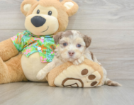 7 week old Havapoo Puppy For Sale - Florida Fur Babies