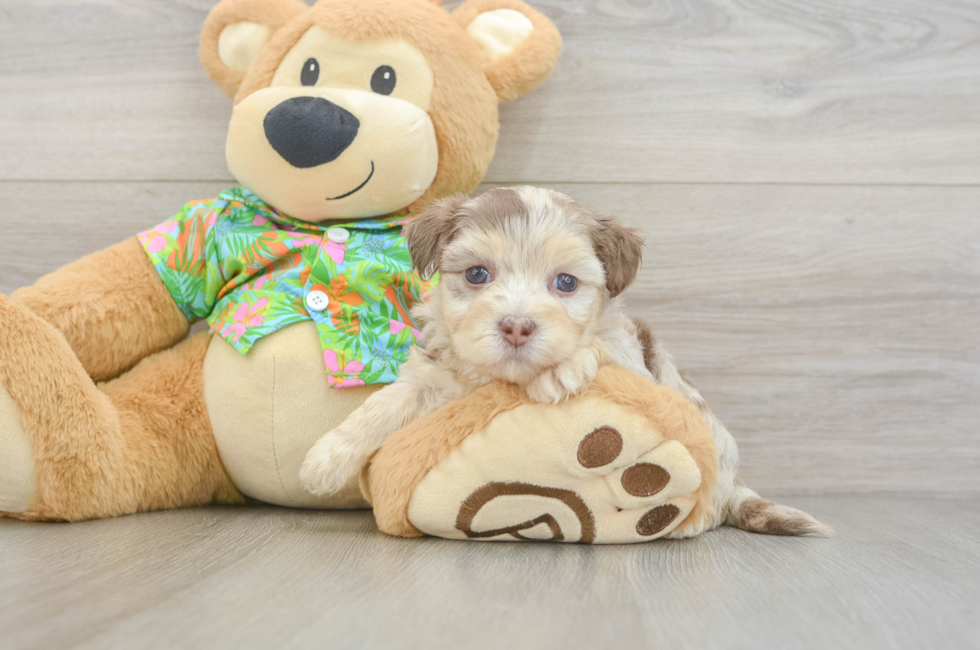 5 week old Havapoo Puppy For Sale - Florida Fur Babies