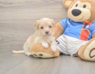 6 week old Havapoo Puppy For Sale - Florida Fur Babies