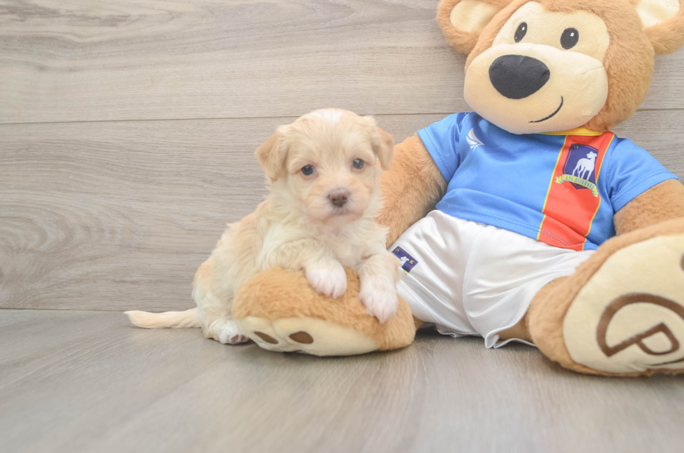 5 week old Havapoo Puppy For Sale - Florida Fur Babies