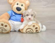 9 week old Havapoo Puppy For Sale - Florida Fur Babies