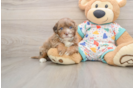 Petite Havapoo Poodle Mix Pup