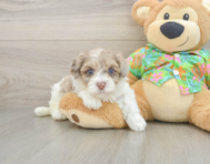 7 week old Havapoo Puppy For Sale - Florida Fur Babies