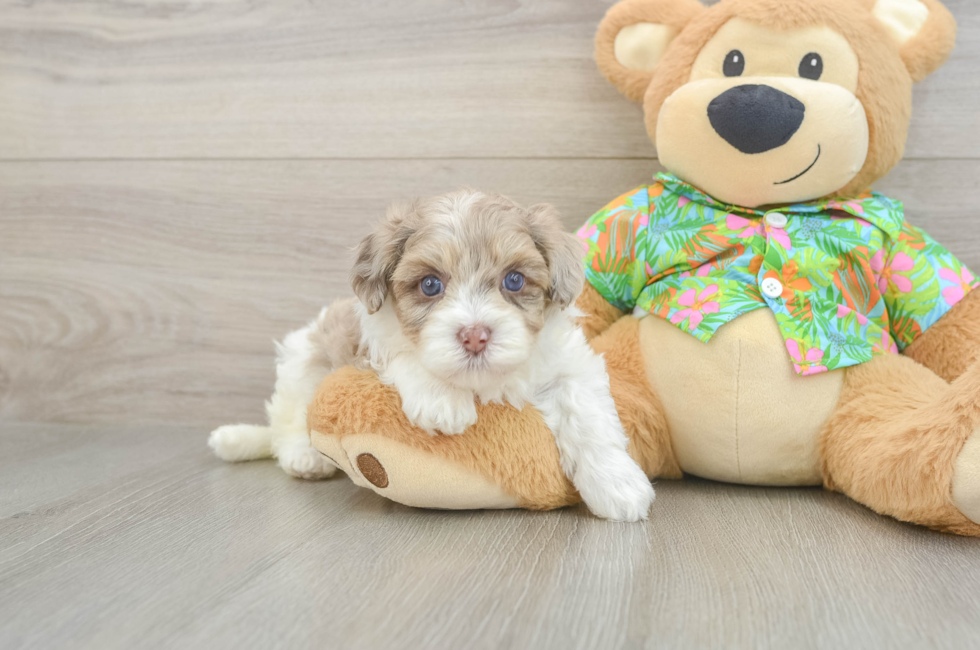 5 week old Havapoo Puppy For Sale - Florida Fur Babies
