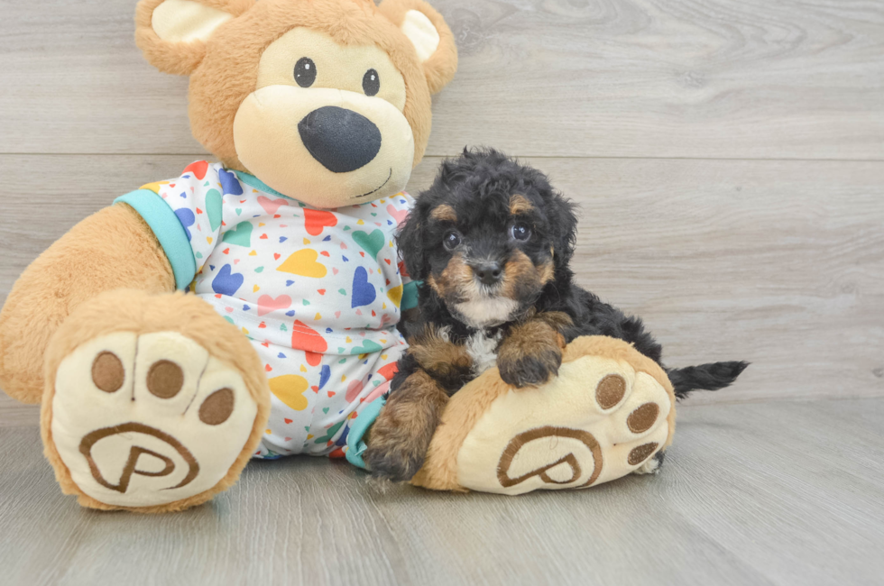 6 week old Havapoo Puppy For Sale - Florida Fur Babies