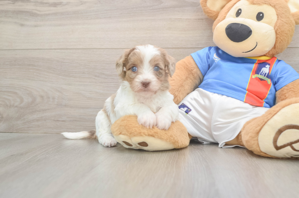 5 week old Havapoo Puppy For Sale - Florida Fur Babies