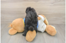 Smart Havapoo Poodle Mix Pup