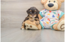 Playful Havadoodle Poodle Mix Puppy