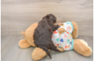 Havapoo Pup Being Cute