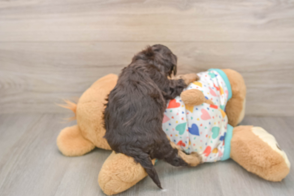 Havapoo Pup Being Cute