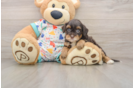 Havapoo Pup Being Cute