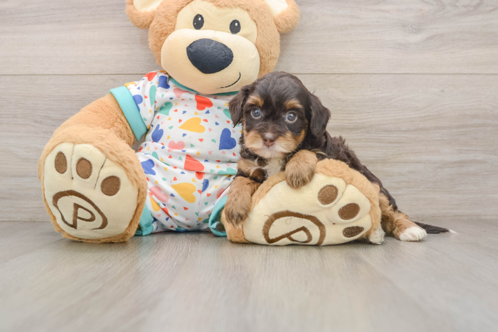 Havapoo Pup Being Cute