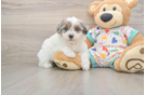 Havapoo Puppy for Adoption