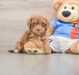 7 week old Havapoo Puppy For Sale - Florida Fur Babies