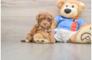 Havapoo Pup Being Cute