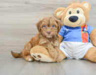 8 week old Havapoo Puppy For Sale - Florida Fur Babies