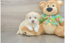 Hypoallergenic Havadoodle Poodle Mix Puppy