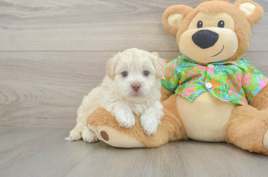 Hypoallergenic Havadoodle Poodle Mix Puppy