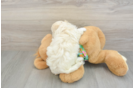 Havapoo Puppy for Adoption