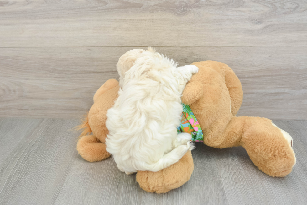 Havapoo Puppy for Adoption