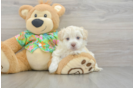 Havapoo Pup Being Cute